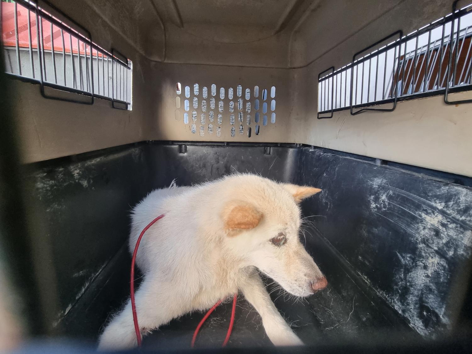 양산시 동물보호센터_448538202300435