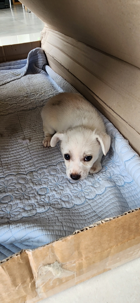 익산유기동물보호소_445468202301506