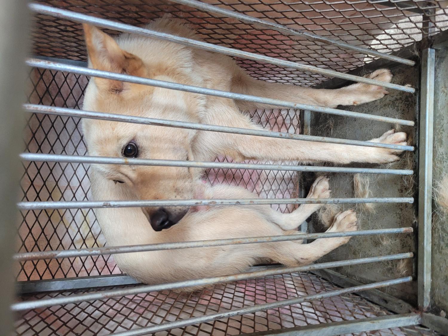 창녕 유기동물보호소_448541202301178