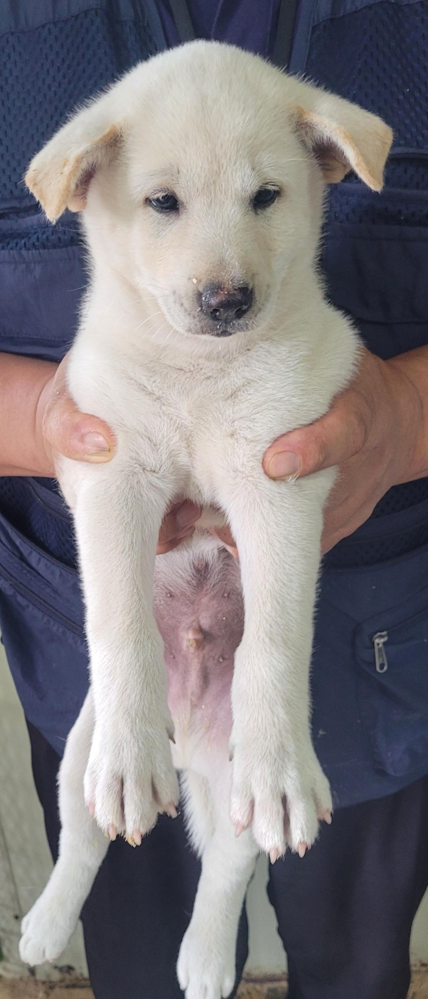 창녕 유기동물보호소_448541202301183