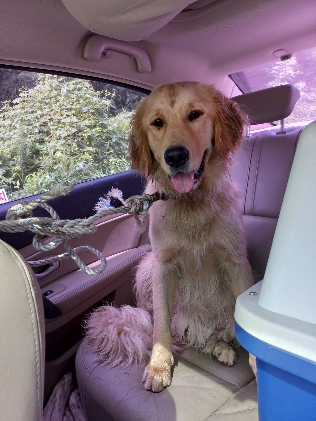 예산동물보호센터_444461202300486