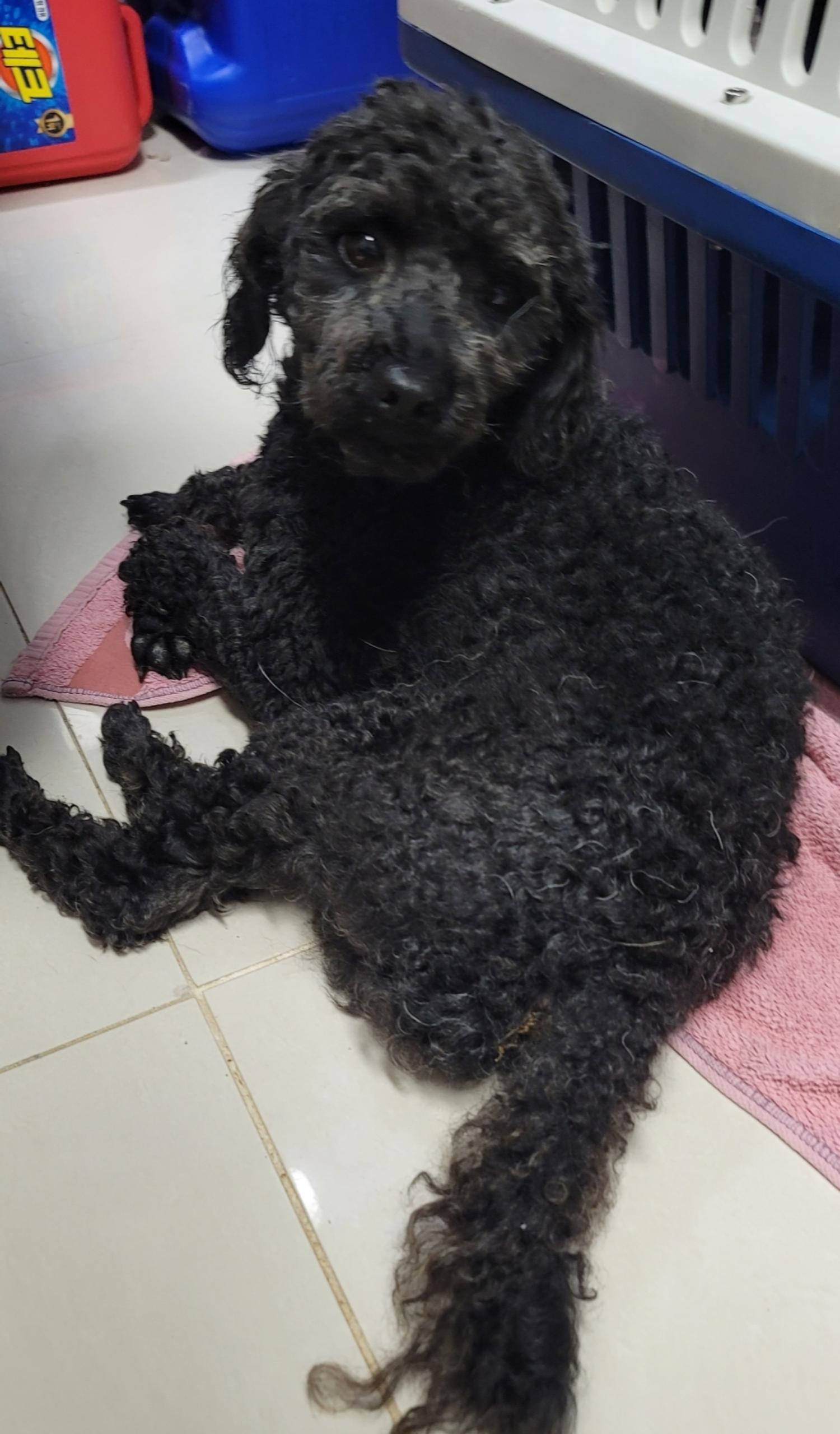 유기동물보호센터_447507202300075