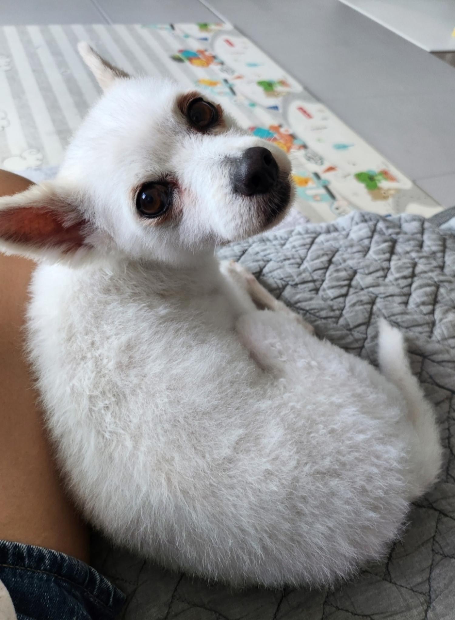 유기동물보호센터_447507202300077