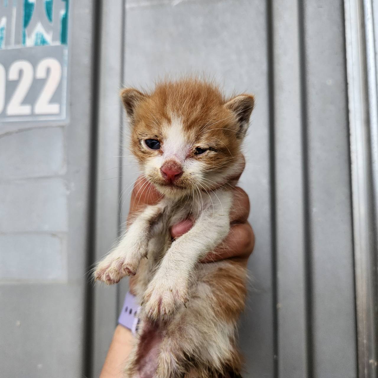한국야생동물보호협회_441390202300335