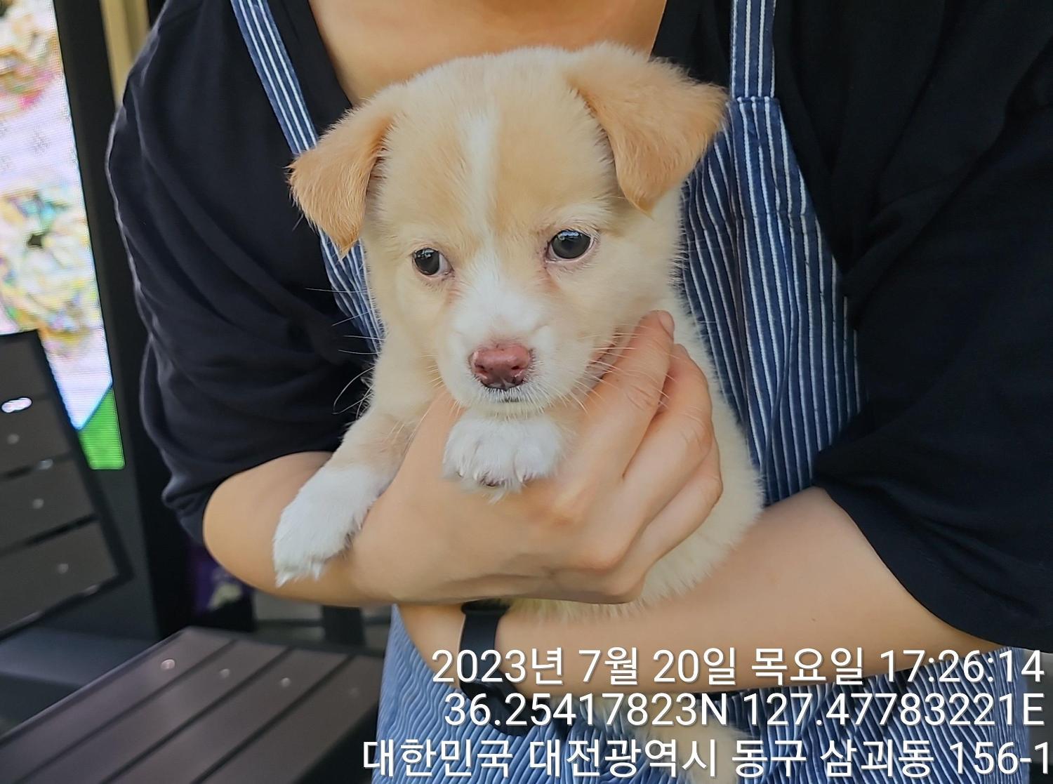 대전동물보호센터_430364202300234