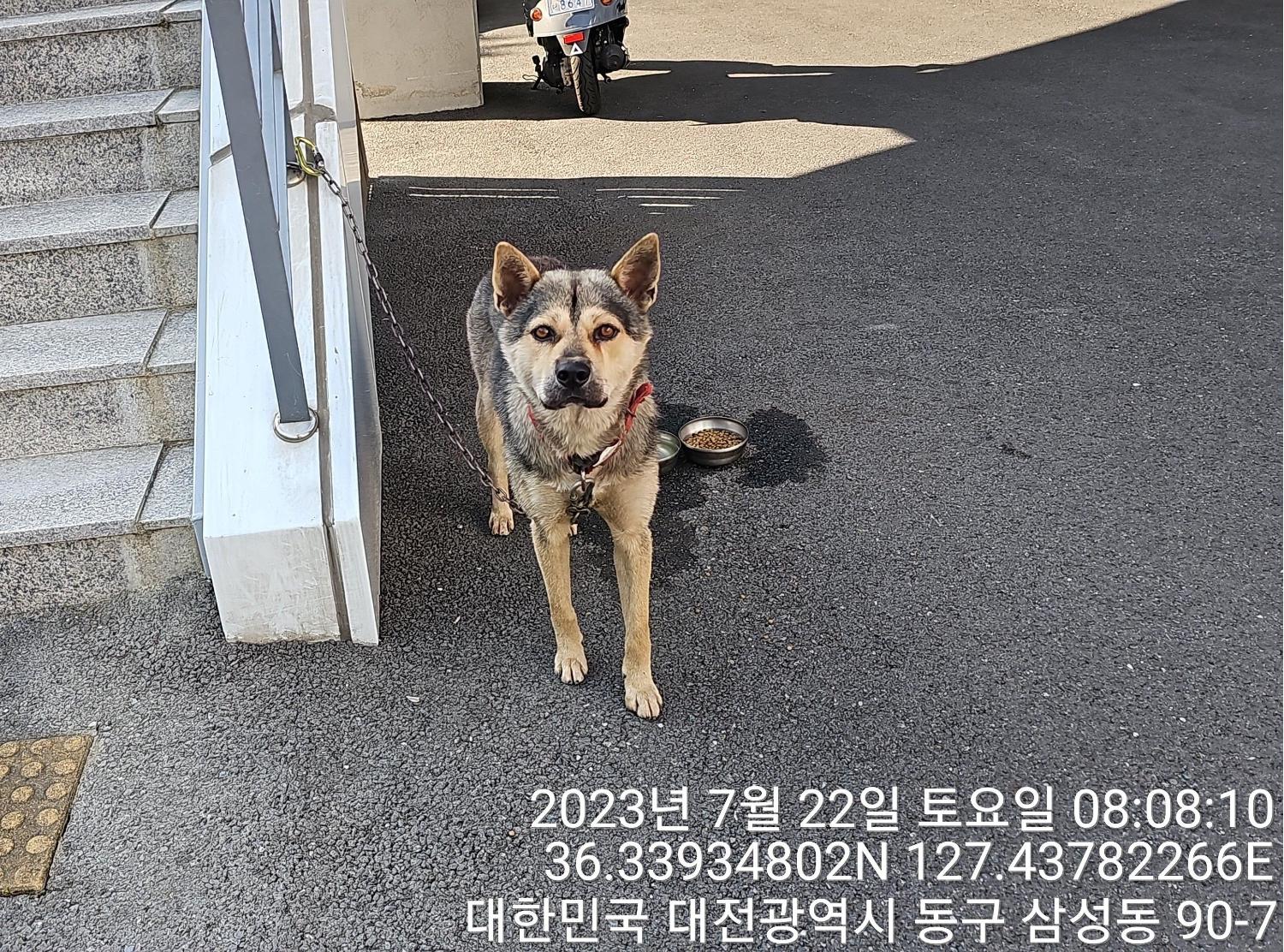 대전동물보호센터_430364202300237