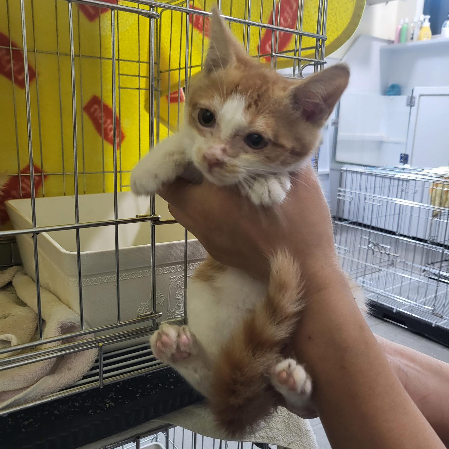 아산동물복지지원센터_444452202301523