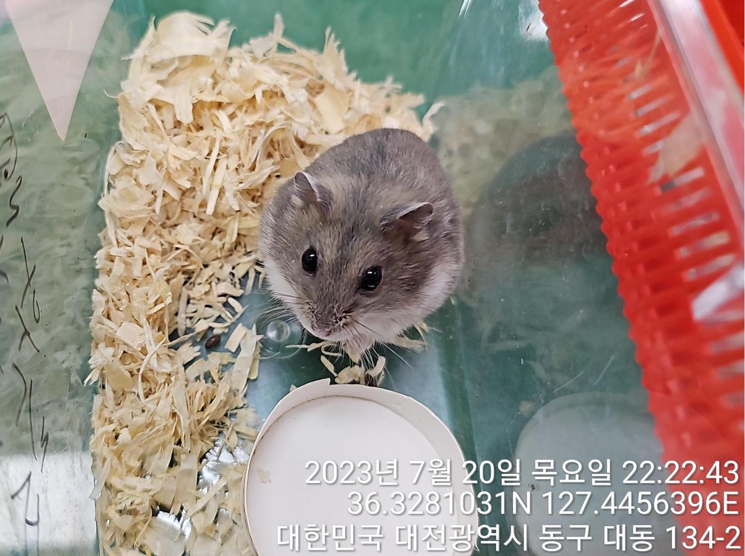 보호중 햄스터의 가…