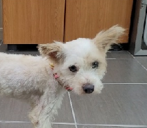 남부여동물병원_444457202300384