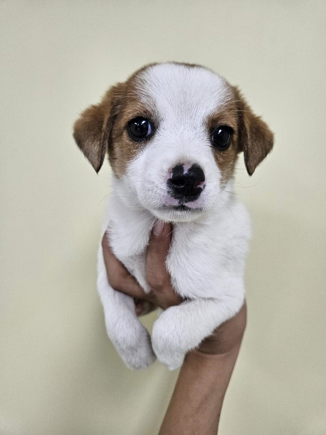 아산동물복지지원센터_444452202301547