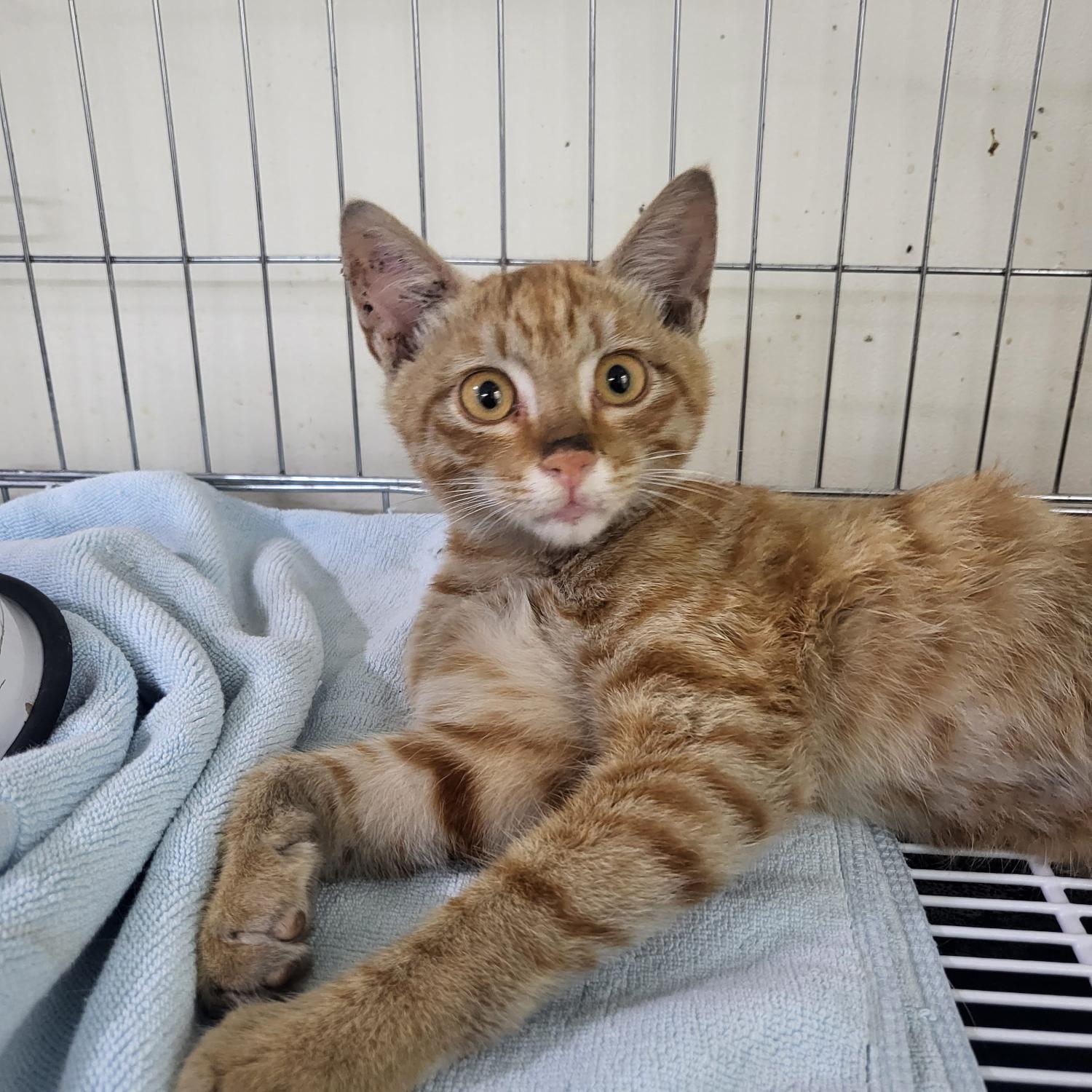 아산동물복지지원센터_444452202301545