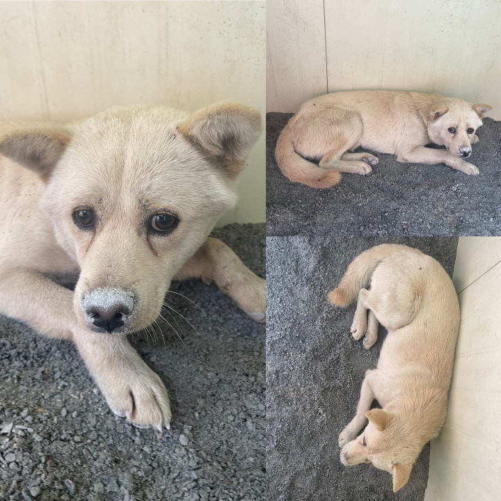 당진시동물보호소_444568202300863