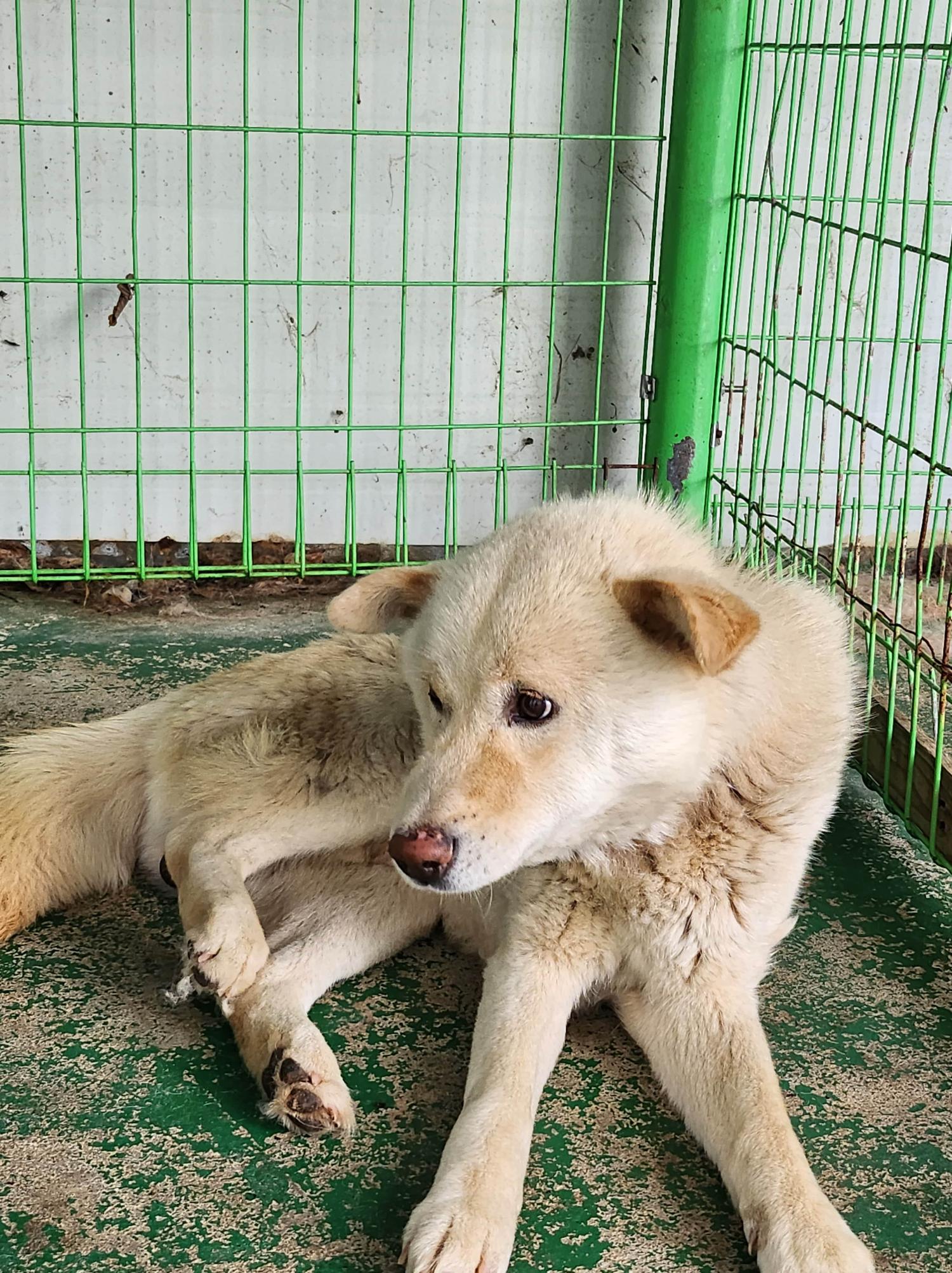 봉화군유기동물보호소_447524202300028