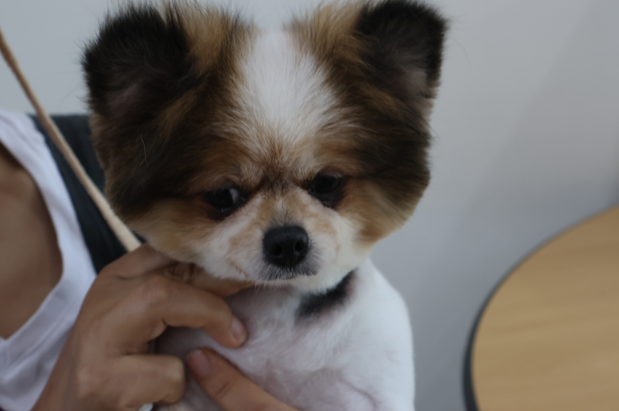 제주 동물보호센터_450650202302591