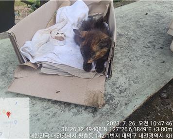 대전동물보호센터_430368202300374