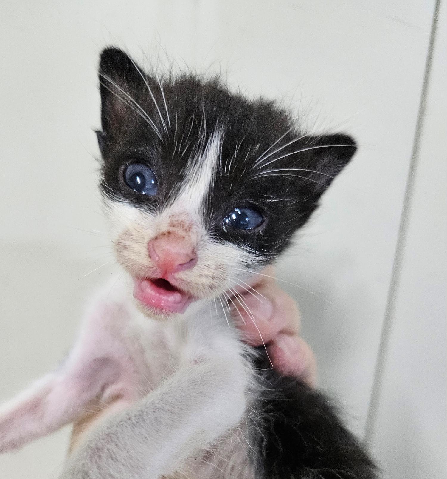 대구유기동물보호협회_427345202300557