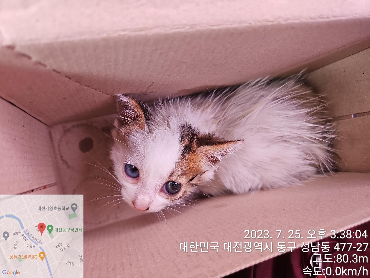 대전동물보호센터_430365202300348