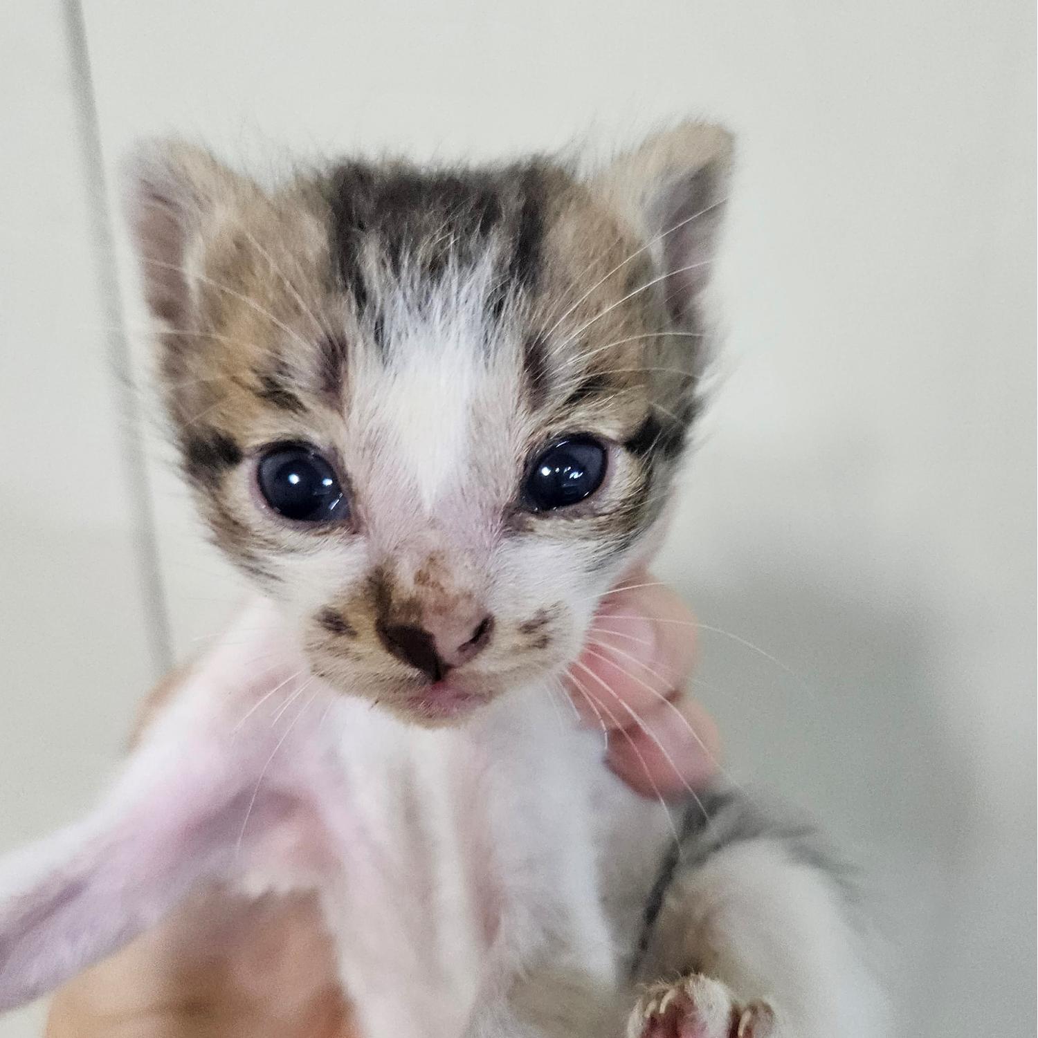 대구유기동물보호협회_427345202300559