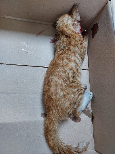 21세기동물병원_411302202300417