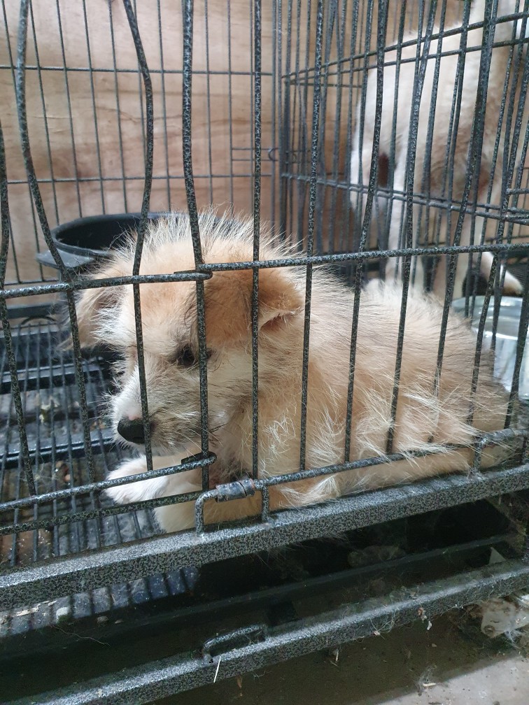 고령군 임시보호소_447520202300279