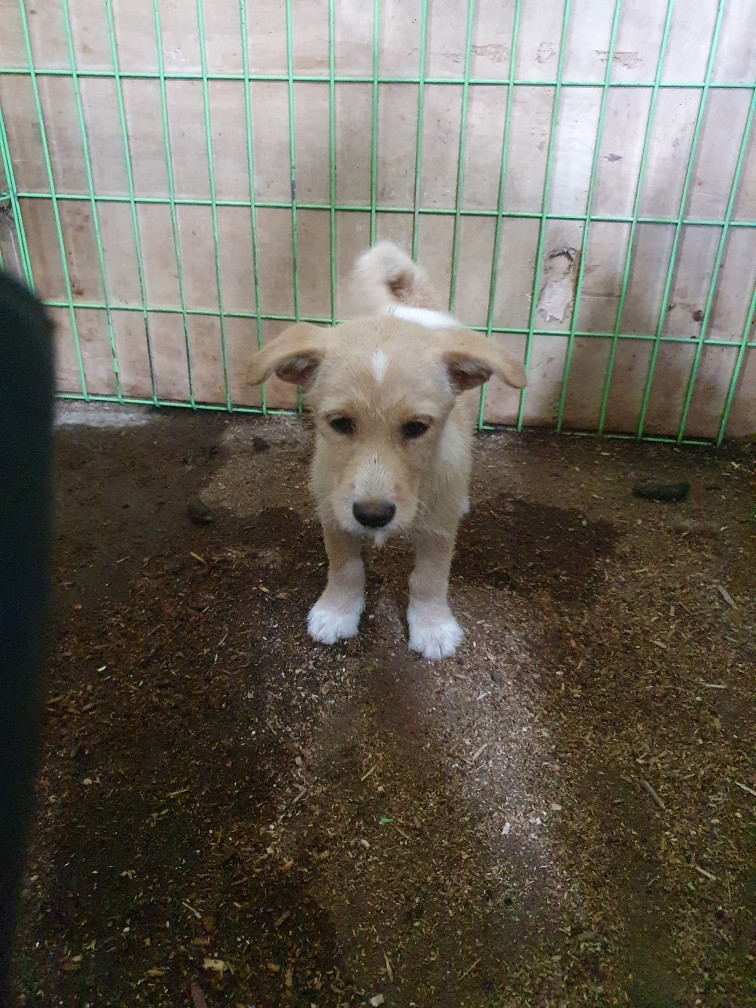 고령군 임시보호소_447520202300277