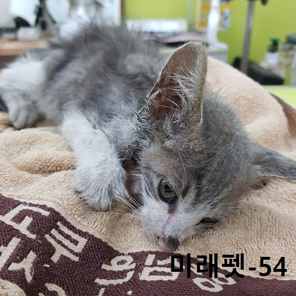 미래펫동물병원_431370202300714