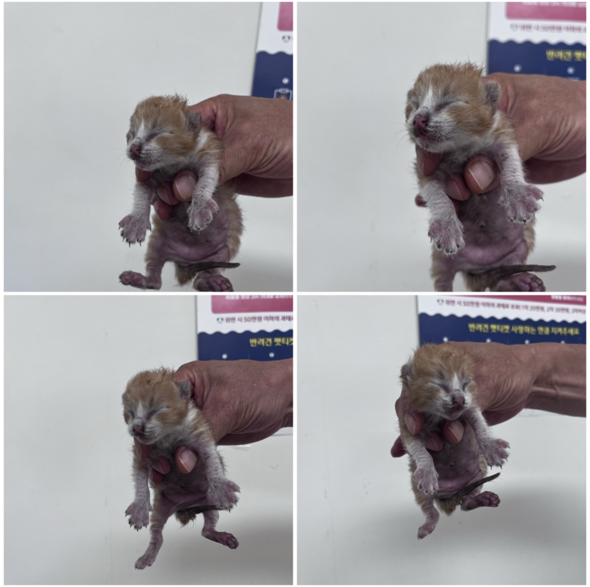 천안시유기동물보호소_444449202301673