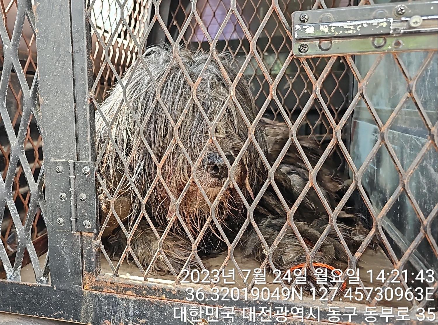 대전동물보호센터_430364202300240
