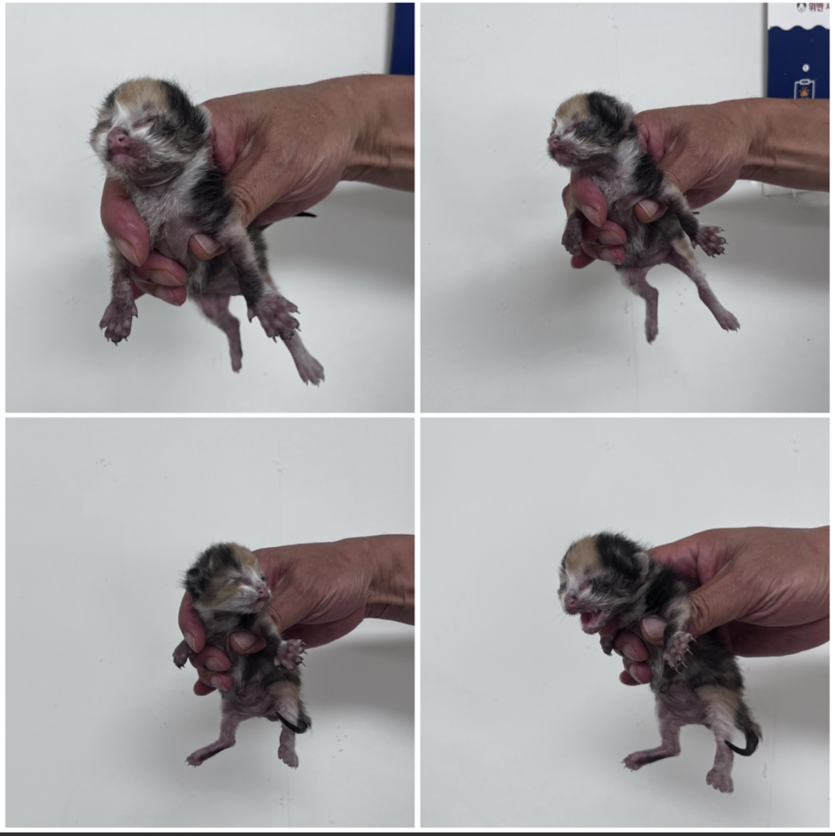 천안시유기동물보호소_444449202301672