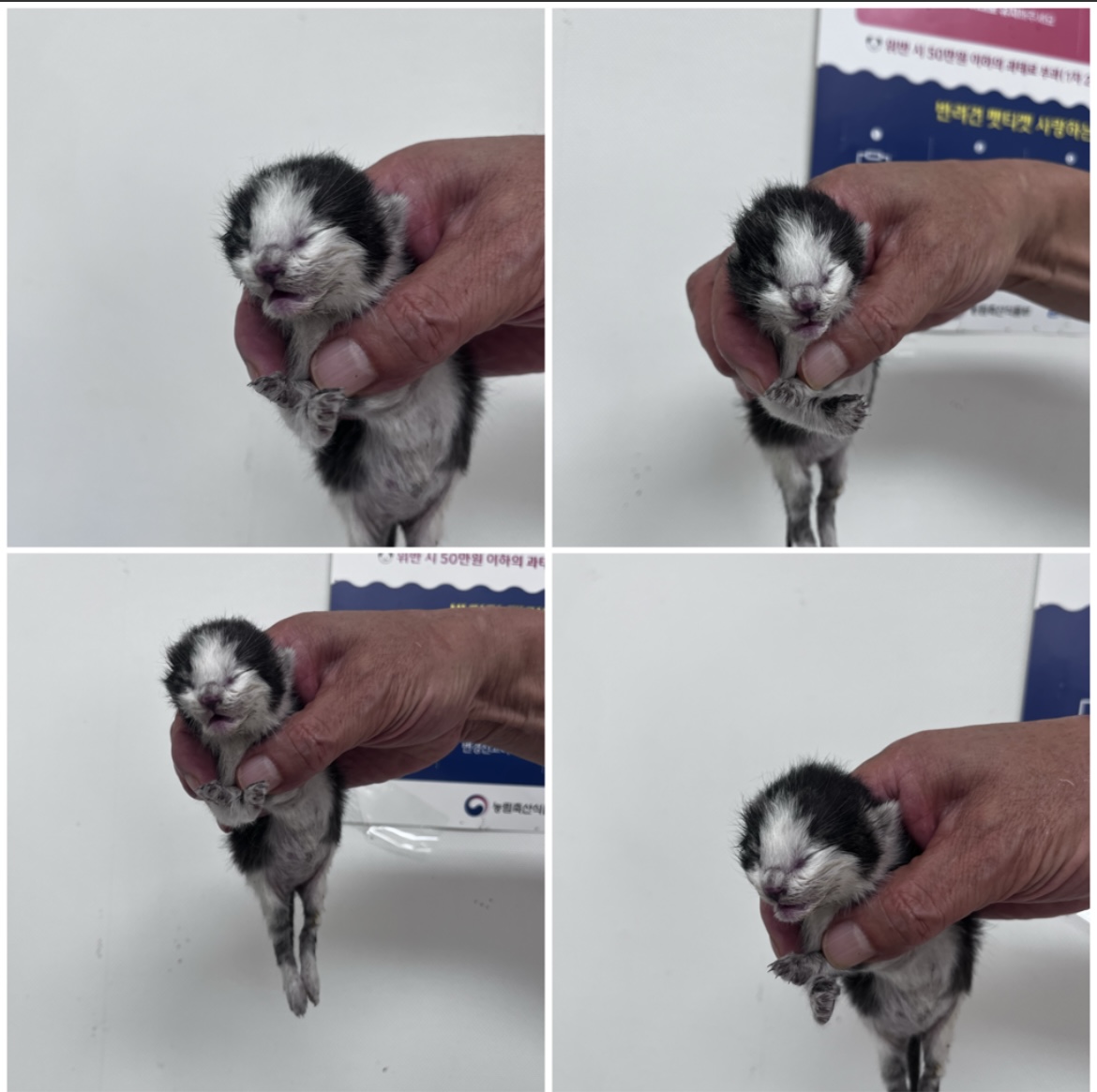 천안시유기동물보호소_444449202301671