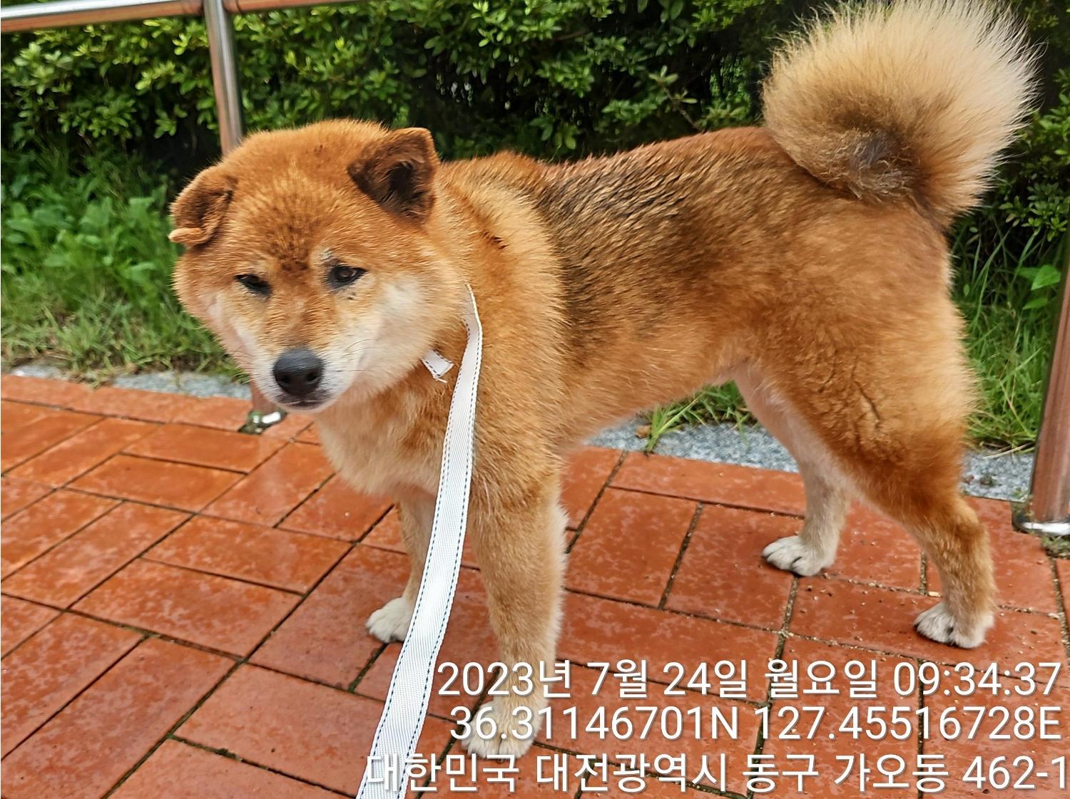 대전동물보호센터_430364202300238