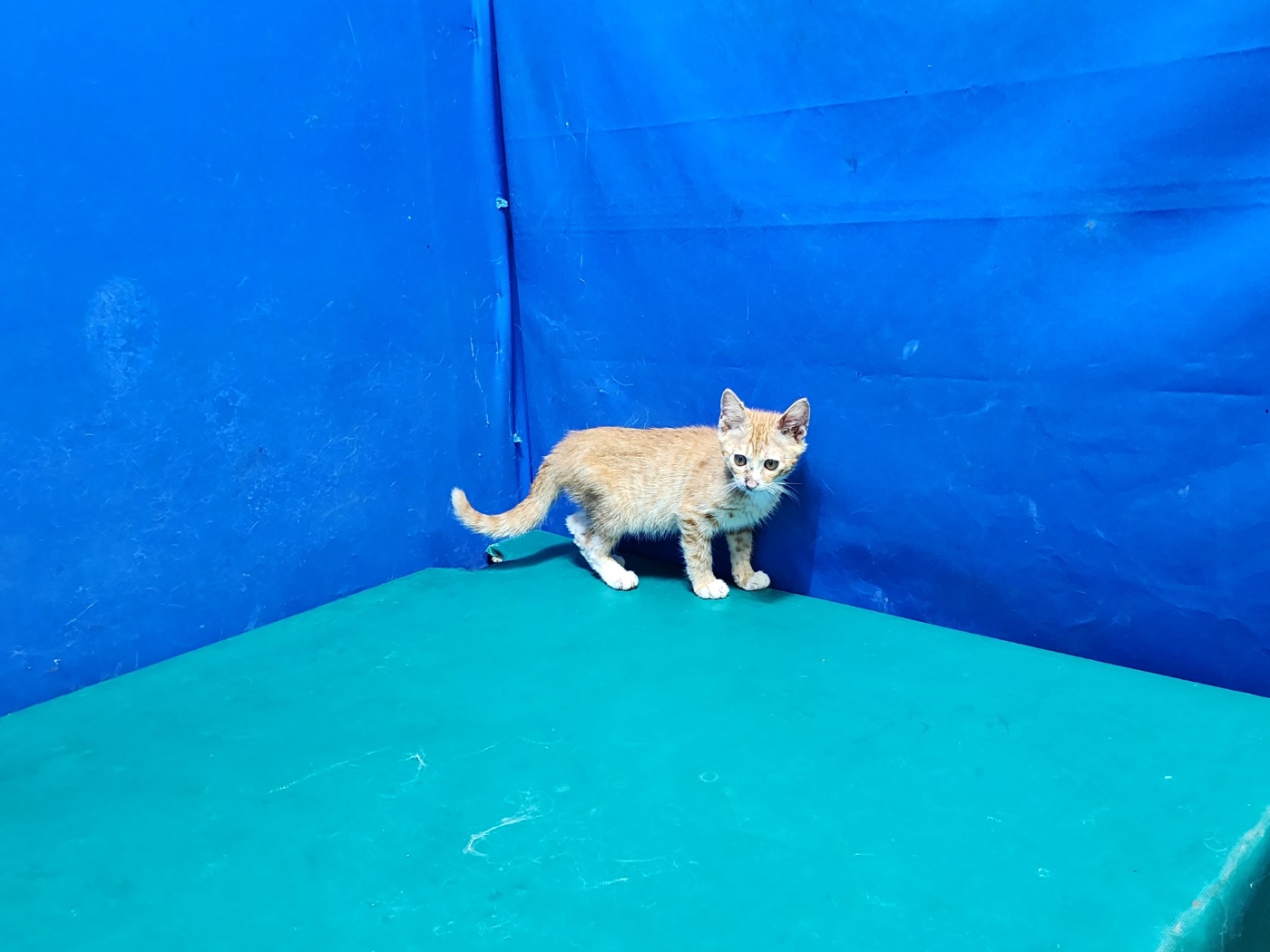 [고양이] 한국 고양이 경북-경산-2023-00387 유기동물 배경 이미지 입니다.