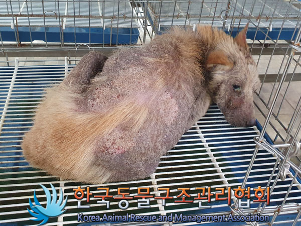 한국동물구조관리협회_441406202300989