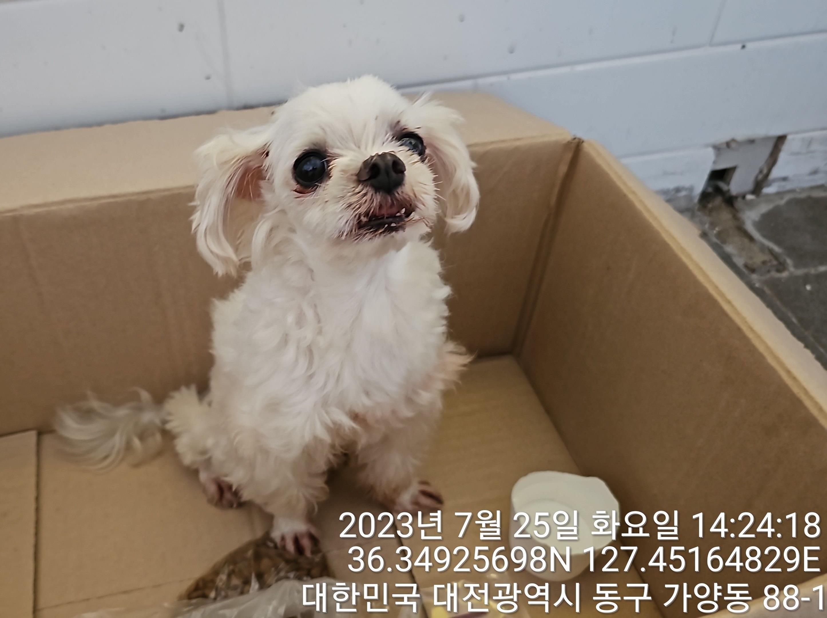 대전동물보호센터_430364202300241