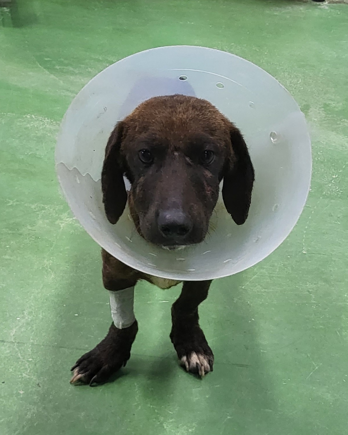 제천시 동물보호센터_443440202300260