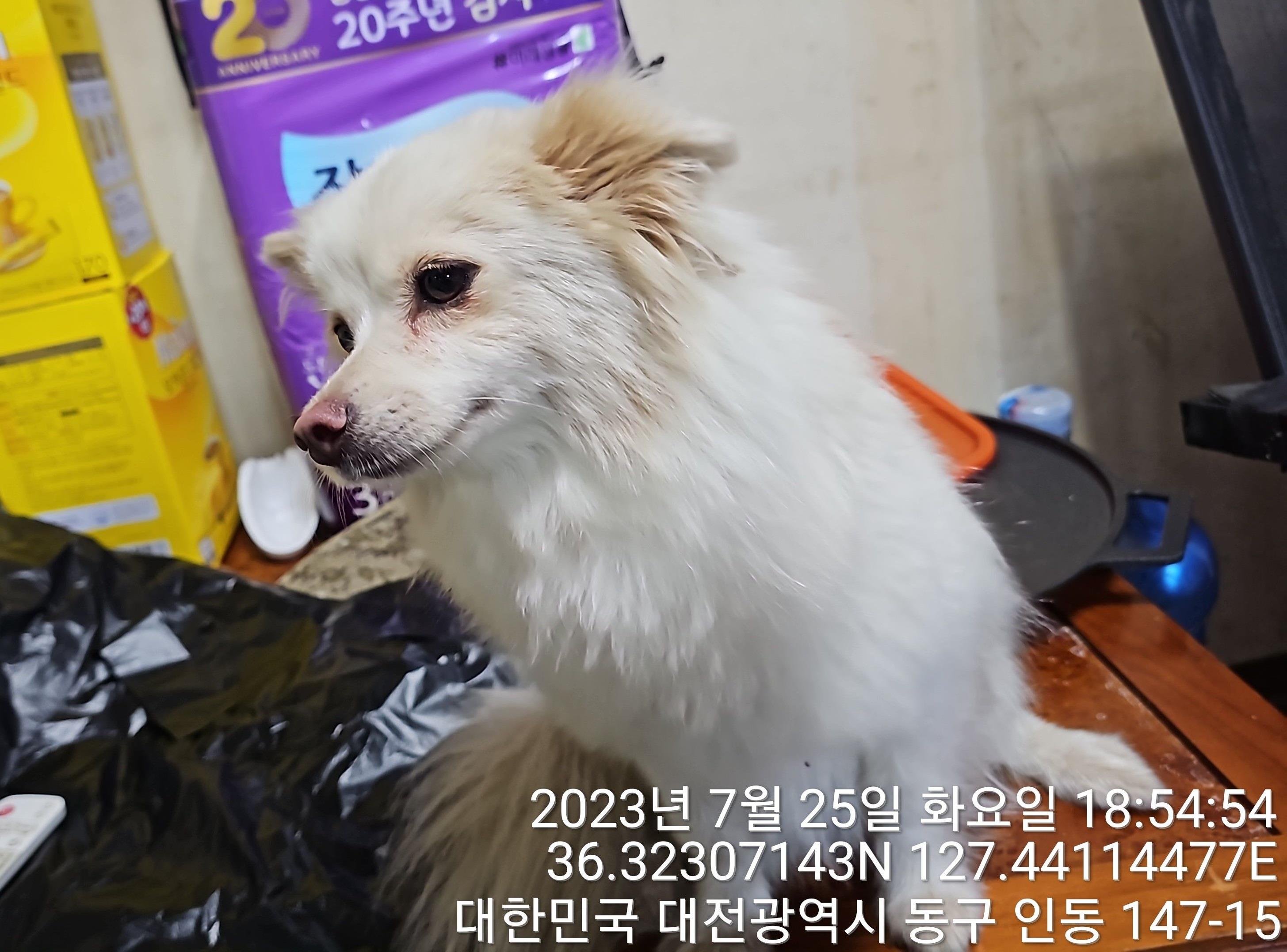 대전동물보호센터_430364202300242