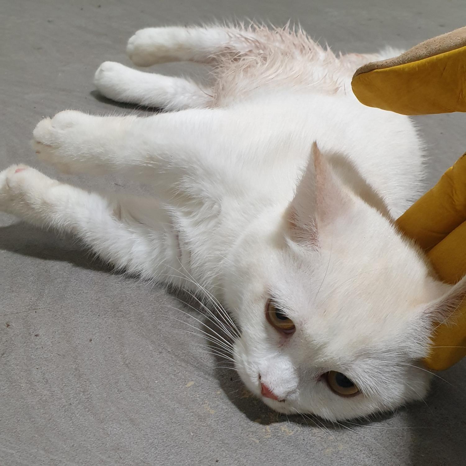 남양동물보호센터_441553202302244