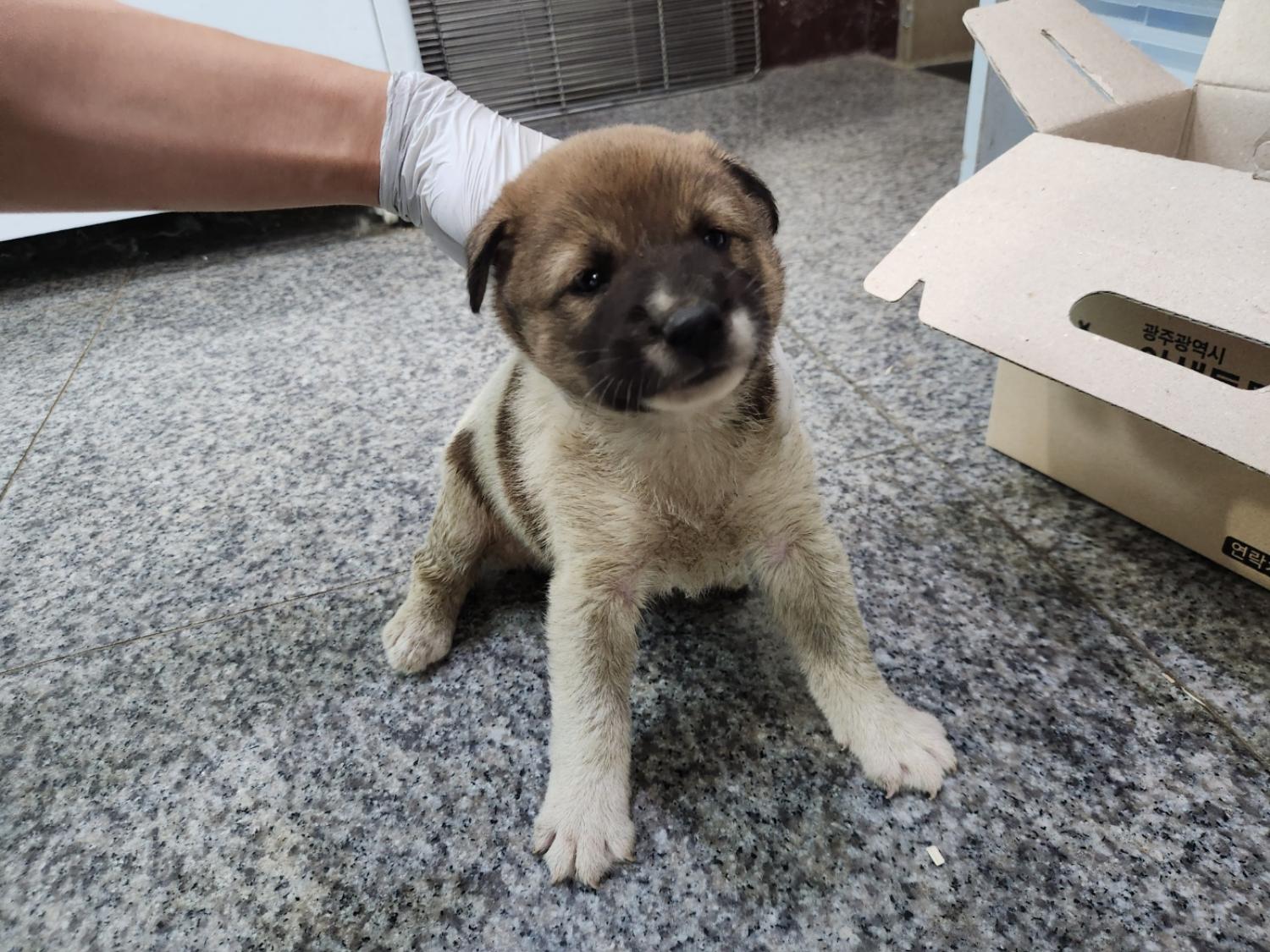 광주 동물보호소_429363202300676
