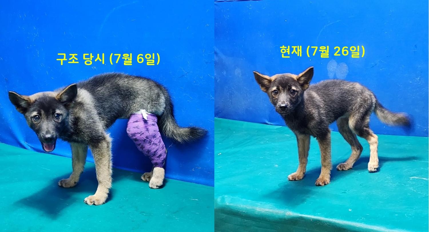 경산시유기동물보호소_447513202300913