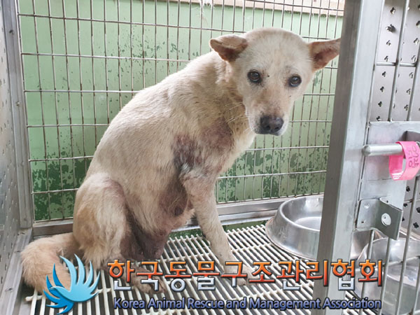 한국동물구조관리협회_441406202301107