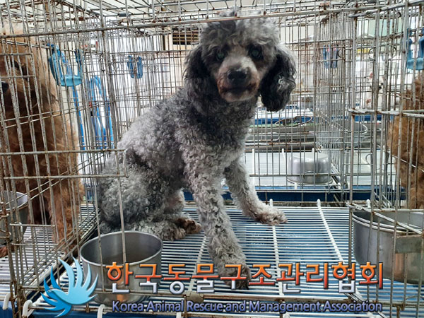 한국동물구조관리협회_411322202300461