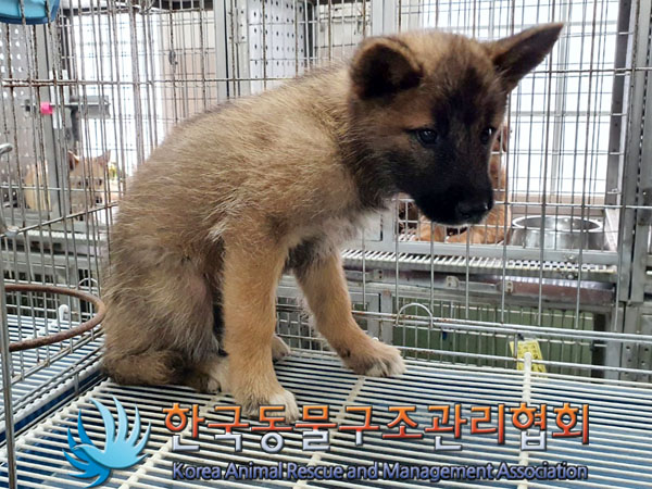 한국동물구조관리협회_441560202300934