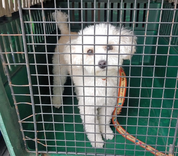 마산유기동물보호소_448528202300929