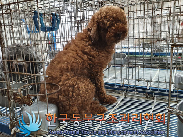 한국동물구조관리협회_411300202300308