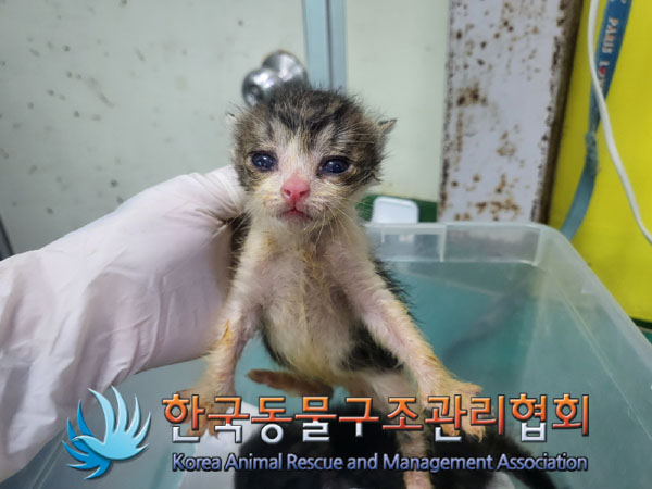 한국동물구조관리협회_441382202300505