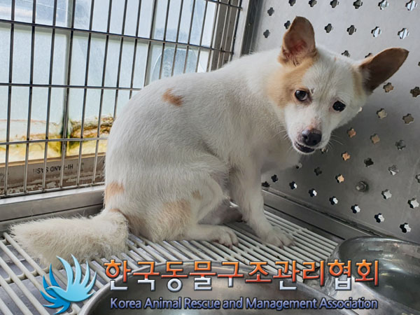 한국동물구조관리협회_441392202300161