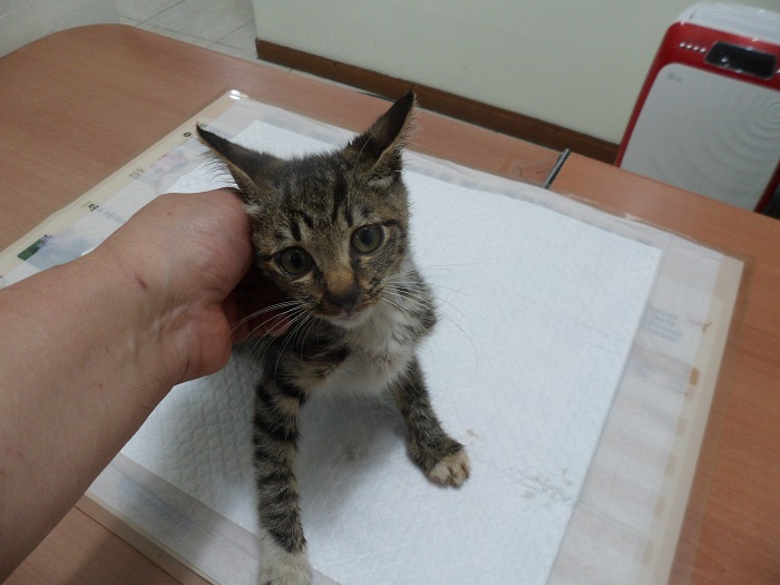 강현림동물병원_411320202300584
