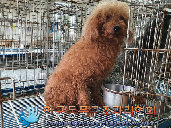 한국동물구조관리협회_411305202300391