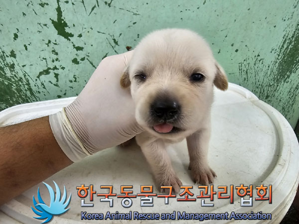 한국동물구조관리협회_441406202301115