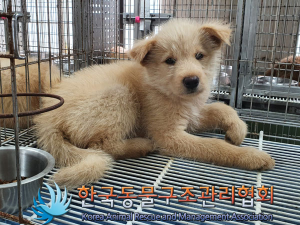 한국동물구조관리협회_441560202300936